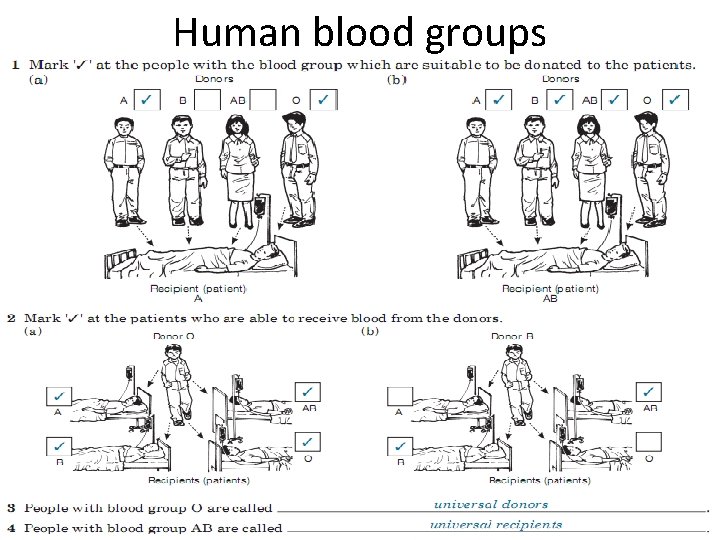 Human blood groups 