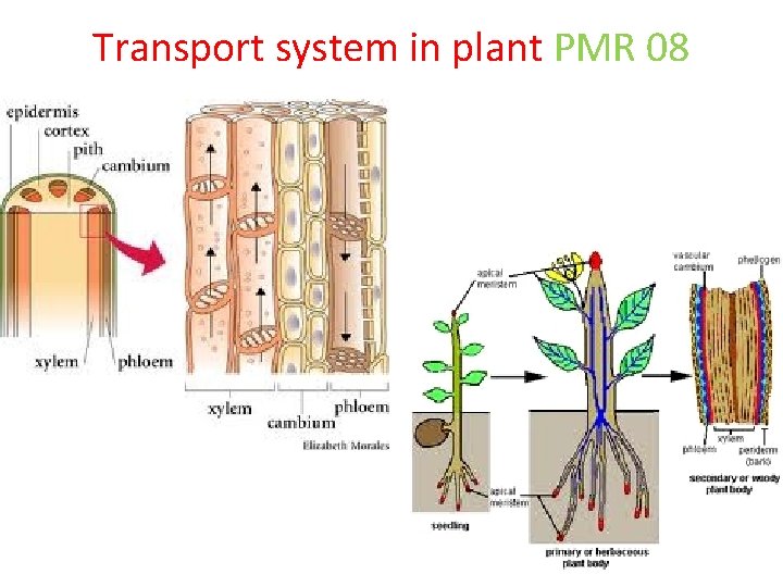 Transport system in plant PMR 08 