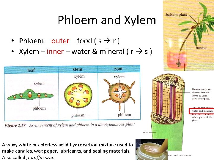 Phloem and Xylem • Phloem – outer – food ( s r ) •