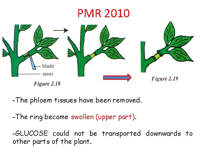 PMR 2010 -The phloem tissues have been removed. -The ring become swollen (upper part).