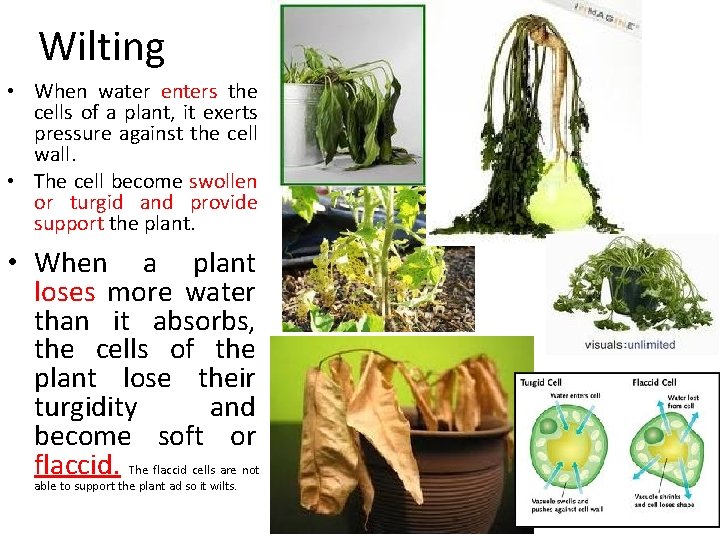 Wilting • When water enters the cells of a plant, it exerts pressure against