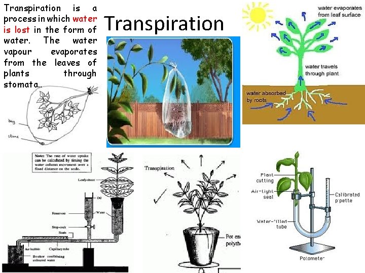 Transpiration is a process in which water is lost in the form of water.