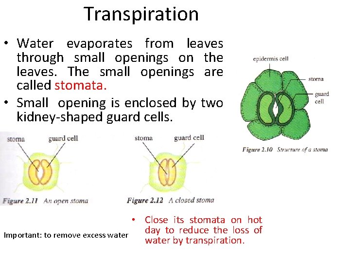 Transpiration • Water evaporates from leaves through small openings on the leaves. The small