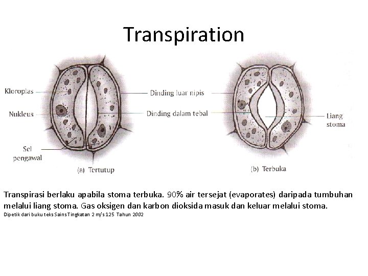 Transpiration Transpirasi berlaku apabila stoma terbuka. 90% air tersejat (evaporates) daripada tumbuhan melalui liang