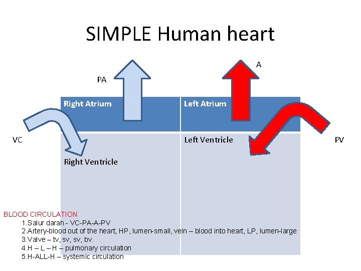 SIMPLE Human heart A PA Right Atrium VC Left Atrium Left Ventricle Right Ventricle