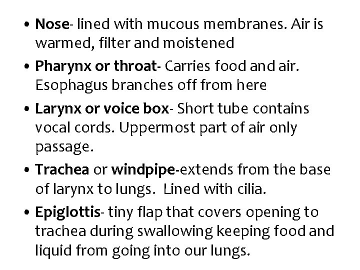  • Nose- lined with mucous membranes. Air is warmed, filter and moistened •