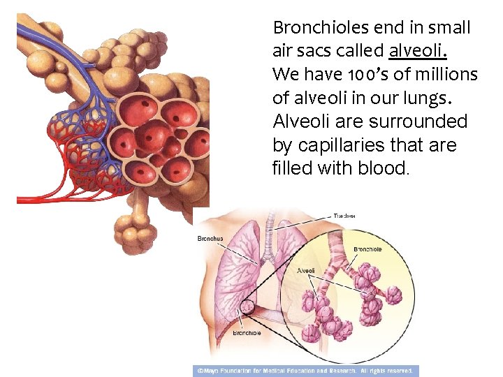 Bronchioles end in small air sacs called alveoli. We have 100’s of millions of