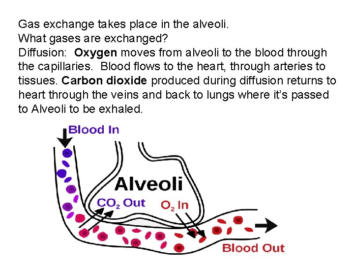 Gas exchange takes place in the alveoli. What gases are exchanged? Diffusion: Oxygen moves