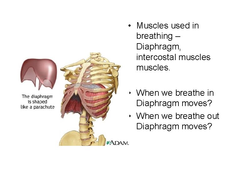  • Muscles used in breathing – Diaphragm, intercostal muscles. • When we breathe