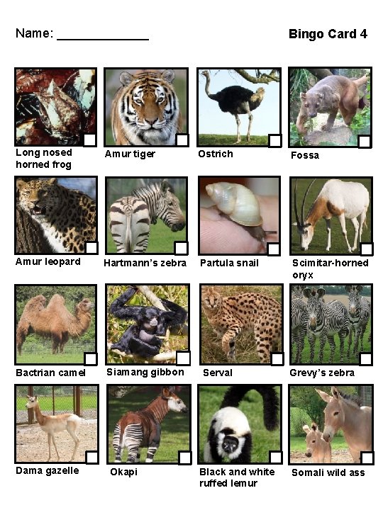 Name: _______ Bingo Card 4 Long nosed horned frog Amur tiger Ostrich Fossa Amur