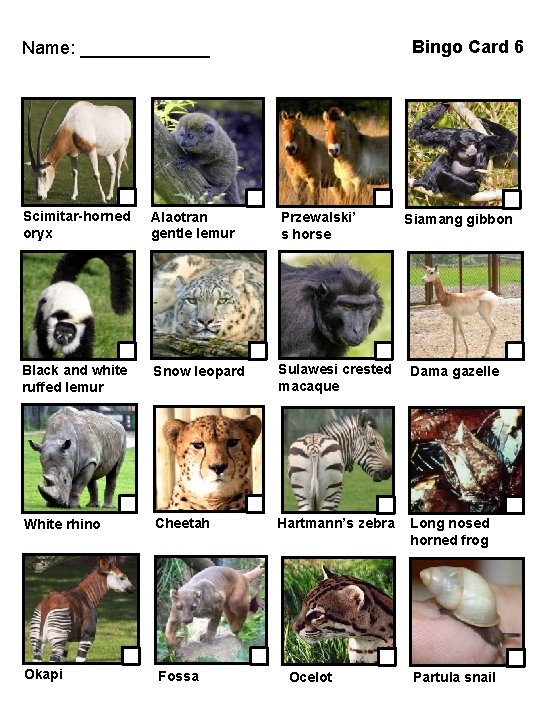 Bingo Card 6 Name: _______ Scimitar-horned oryx Alaotran gentle lemur Przewalski’ s horse Black