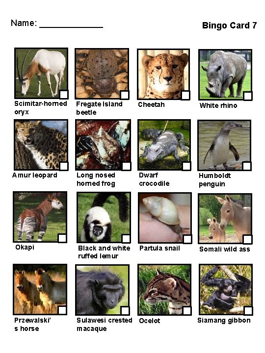 Name: _______ Bingo Card 7 Scimitar-horned oryx Fregate Island beetle Cheetah White rhino Amur