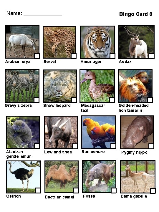 Name: _______ Bingo Card 8 Arabian oryx Serval Amur tiger Addax Grevy’s zebra Snow