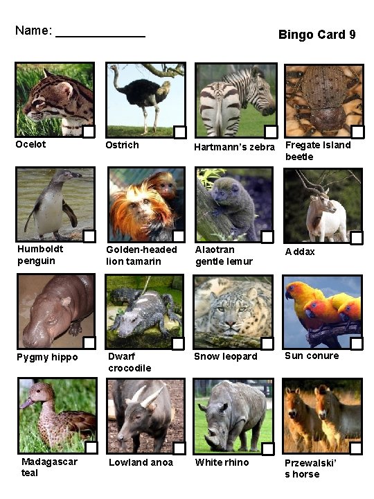 Name: _______ Bingo Card 9 Ocelot Ostrich Hartmann’s zebra Fregate Island beetle Humboldt penguin
