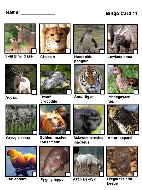 Name: _______ Bingo Card 11 Somali wild ass Cheetah Humboldt penguin Lowland anoa Addax