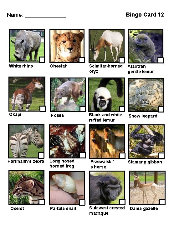 Bingo Card 12 Name: _______ White rhino Cheetah Scimitar-horned oryx Alaotran gentle lemur Okapi