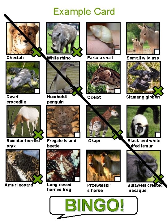 Example Card Cheetah White rhino Partula snail Somali wild ass Dwarf crocodile Humboldt penguin