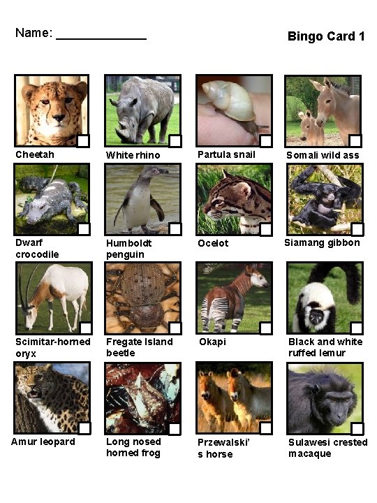 Name: _______ Bingo Card 1 Cheetah White rhino Partula snail Somali wild ass Dwarf