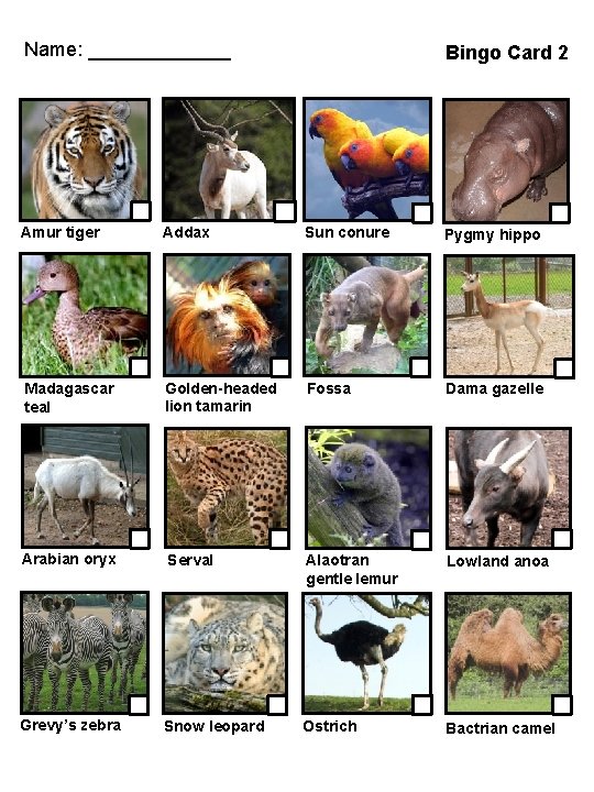 Name: _______ Bingo Card 2 Amur tiger Addax Sun conure Pygmy hippo Madagascar teal