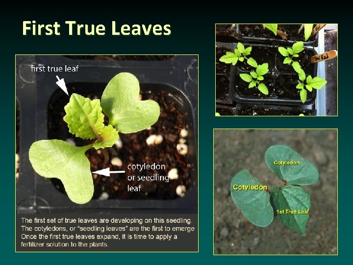 First True Leaves 