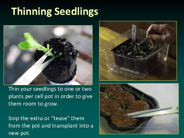 Thinning Seedlings Thin your seedlings to one or two plants per cell pot in