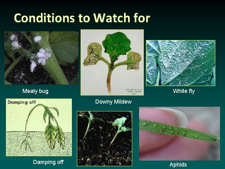 Conditions to Watch for Mealy bug White fly Downy Mildew Damping off Aphids 