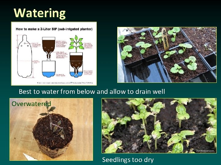 Watering Best to water from below and allow to drain well Overwatered Seedlings too