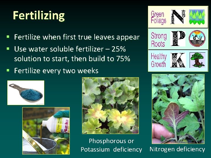 Fertilizing Fertilize when first true leaves appear Use water soluble fertilizer – 25% solution