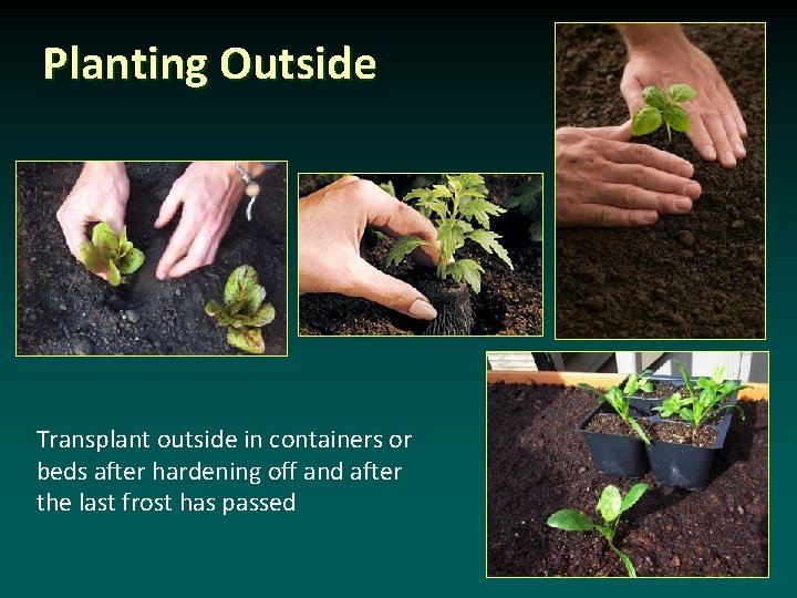 Planting Outside Transplant outside in containers or beds after hardening off and after the