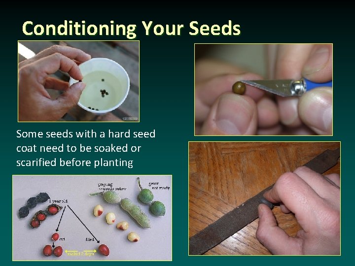 Conditioning Your Seeds Some seeds with a hard seed coat need to be soaked
