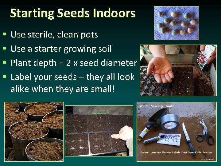 Starting Seeds Indoors § § Use sterile, clean pots Use a starter growing soil