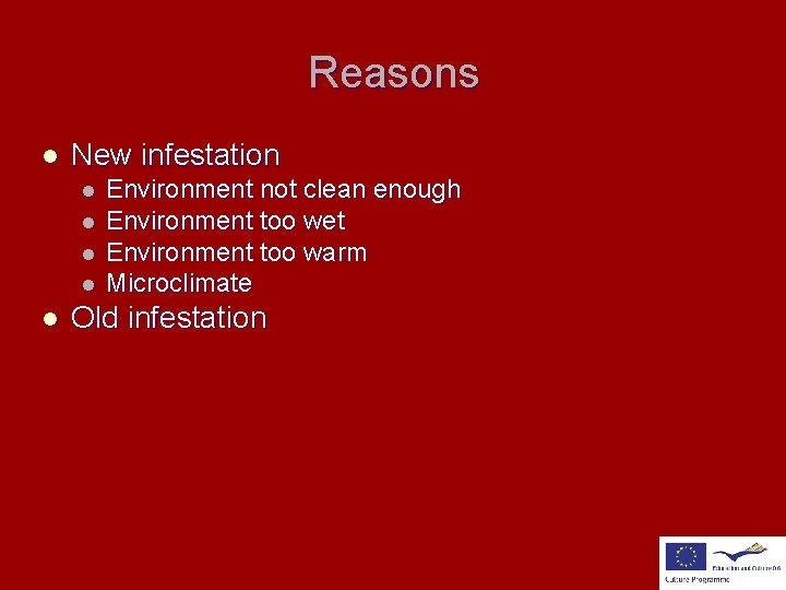 Reasons l New infestation l l l Environment not clean enough Environment too wet