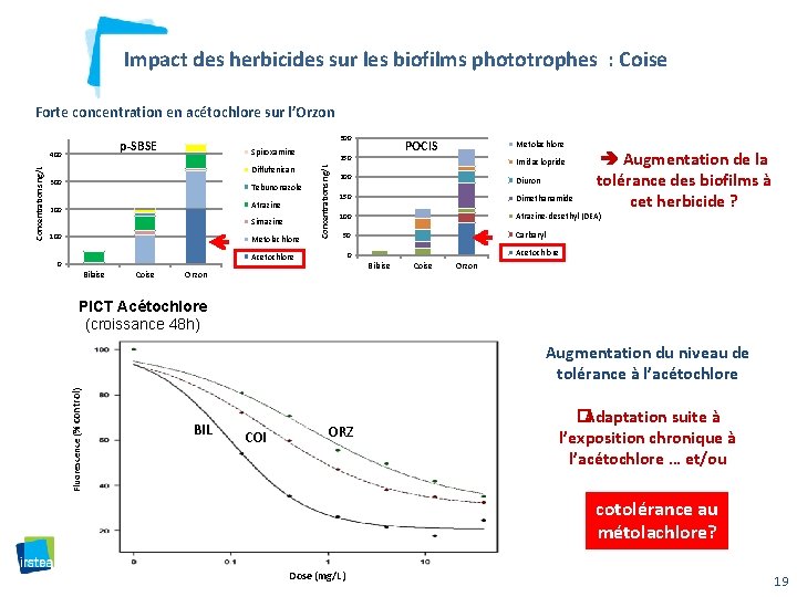 Impact des herbicides sur les biofilms phototrophes : Coise Forte concentration en acétochlore sur