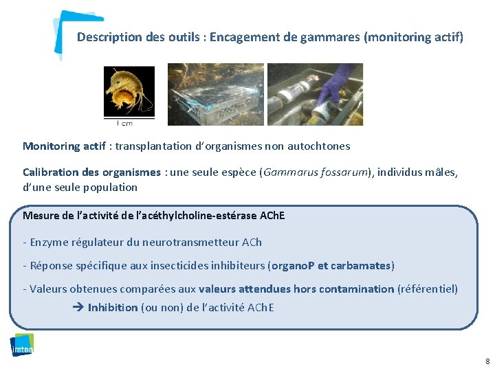 Description des outils : Encagement de gammares (monitoring actif) Monitoring actif : transplantation d’organismes