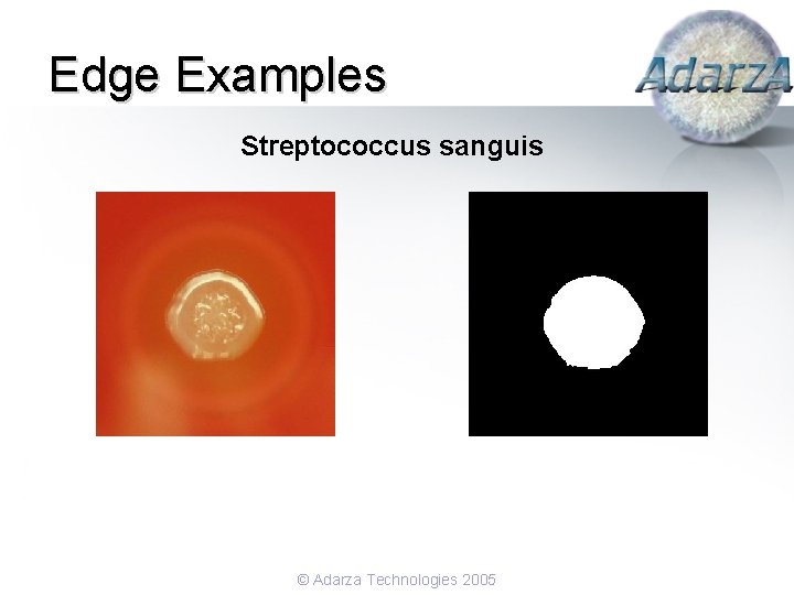 Edge Examples Streptococcus sanguis © Adarza Technologies 2005 