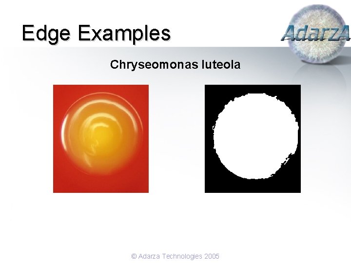 Edge Examples Chryseomonas luteola © Adarza Technologies 2005 
