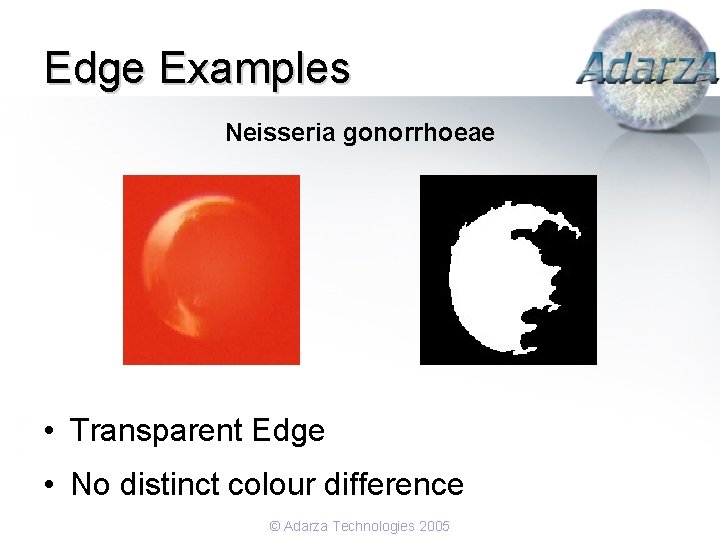 Edge Examples Neisseria gonorrhoeae • Transparent Edge • No distinct colour difference © Adarza