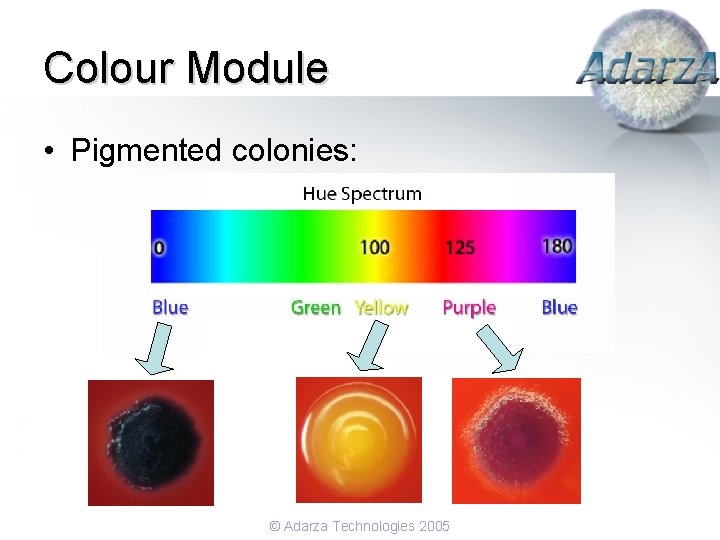 Colour Module • Pigmented colonies: © Adarza Technologies 2005 