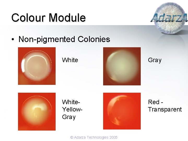 Colour Module • Non-pigmented Colonies White Gray White. Yellow. Gray Red - Transparent ©