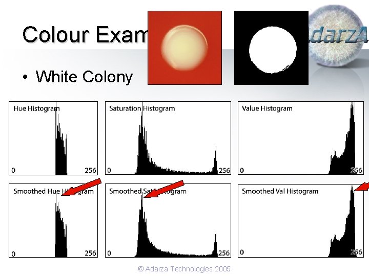 Colour Example • White Colony © Adarza Technologies 2005 