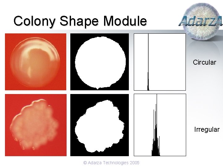 Colony Shape Module Circular Irregular © Adarza Technologies 2005 