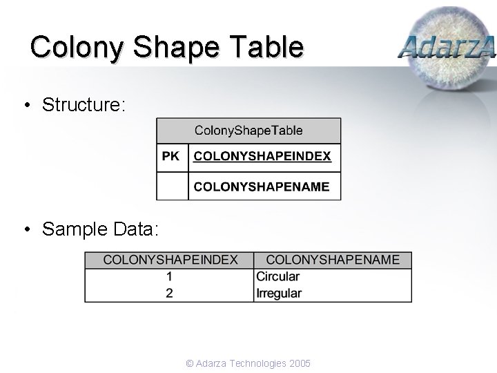 Colony Shape Table • Structure: • Sample Data: © Adarza Technologies 2005 