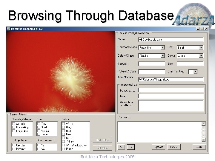 Browsing Through Database © Adarza Technologies 2005 