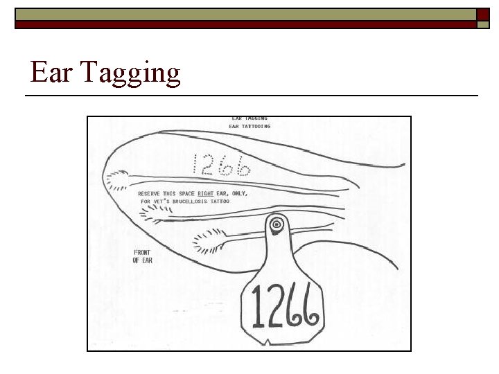 Ear Tagging Ear Tagging