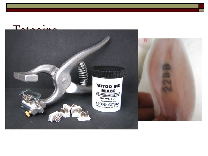 Tatooing Tatooing