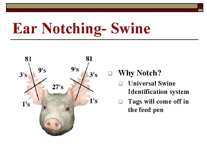 Ear Notching- Swine q Why Notch? q q Universal Swine Identification system Tags will Ear Notching- Swine q Why Notch? q q Universal Swine Identification system Tags will