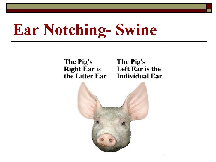 Ear Notching- Swine Ear Notching- Swine