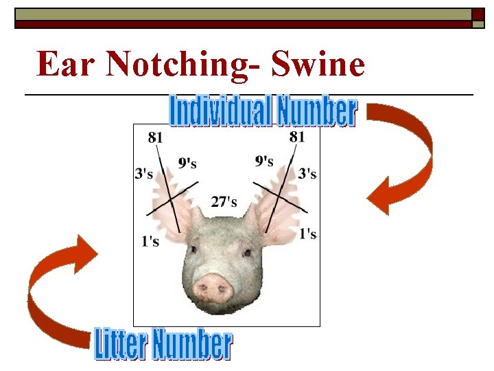 Ear Notching- Swine Ear Notching- Swine