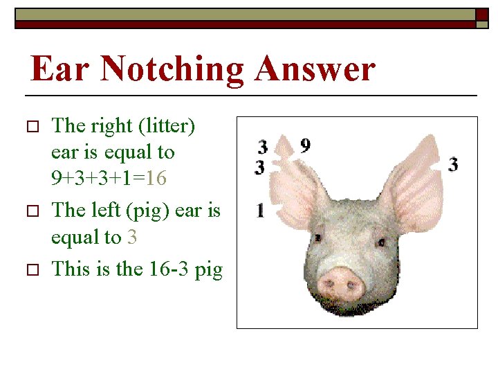 Ear Notching Answer o o o The right (litter) ear is equal to 9+3+3+1=16 Ear Notching Answer o o o The right (litter) ear is equal to 9+3+3+1=16