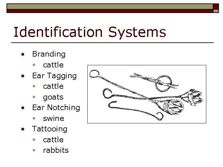 Identification Systems • Branding § cattle • Ear Tagging § cattle § goats • Identification Systems • Branding § cattle • Ear Tagging § cattle § goats •